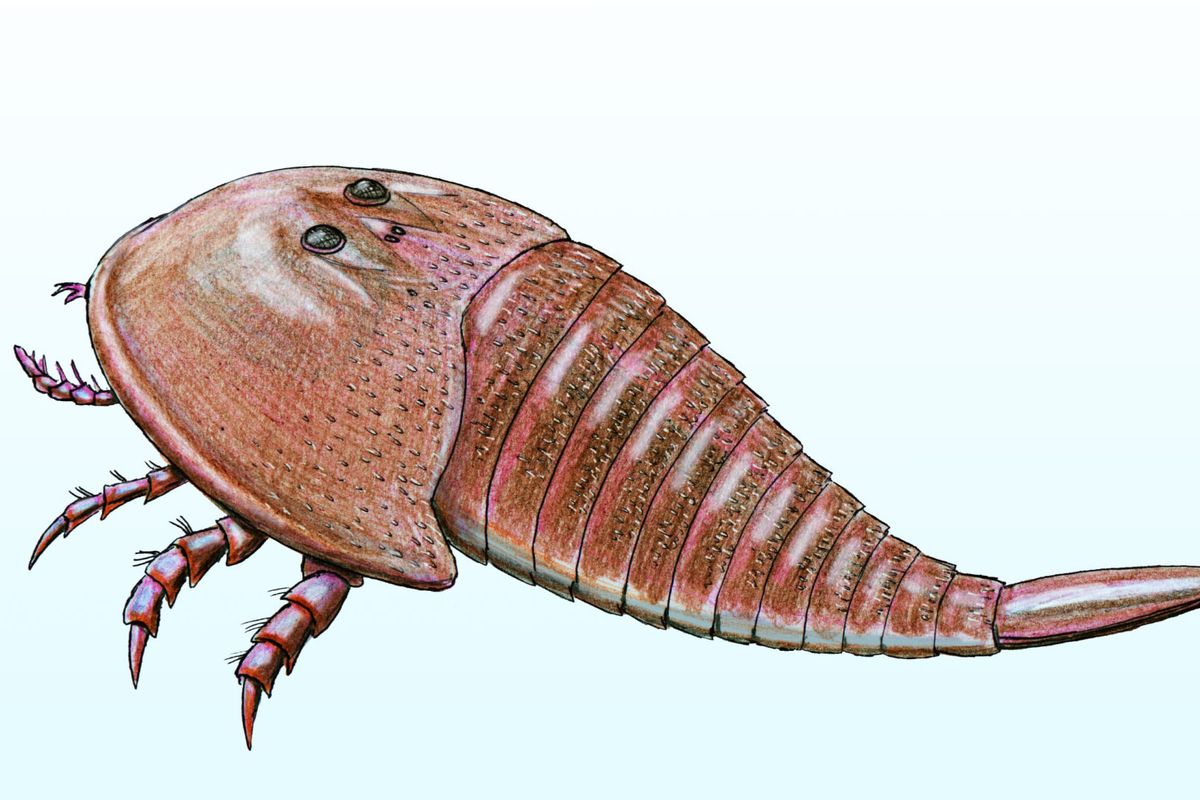 Ilustrasi kalajengking laut raksasa (Hibbertopterus scouleri) yang ditemukan di Skotlandia. Fosil kalajengking laut raksasa (Hibbertopterus lamsdelli) yang langka ditemukan di New Mexico, spesies ini mirip dengan Hibbertopterus scouleri.