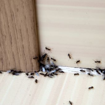 ilustrasi koloni semut di sudut rumah