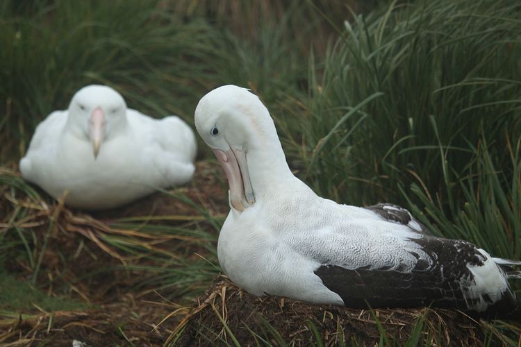 Burung Albatros adalah salah satu spesies burung monogami. Studi menunjukkan suhu Bumi yang terus menghangat menyebabkan pasangan burung ini cerai.