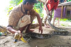 Sering Mangsa Ternak, Ular Piton Sepanjang 4 Meter Ditangkap Warga