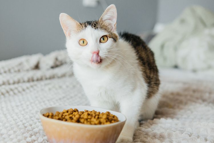 Ilustrasi tips memberi makan kucing