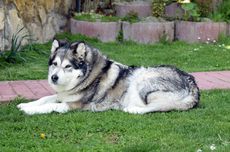 5 Jenis Anjing Peliharaan yang Mirip Serigala