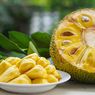 Manfaat dan Bahaya Konsumsi Buah Nangka