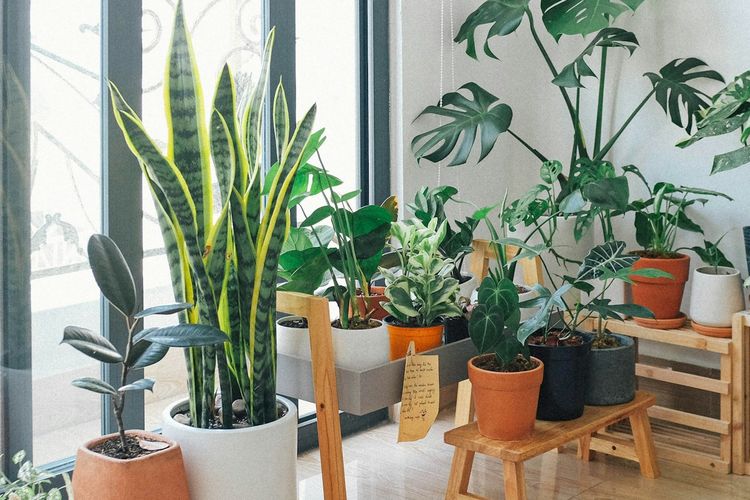 Ilustrasi tanaman hias.