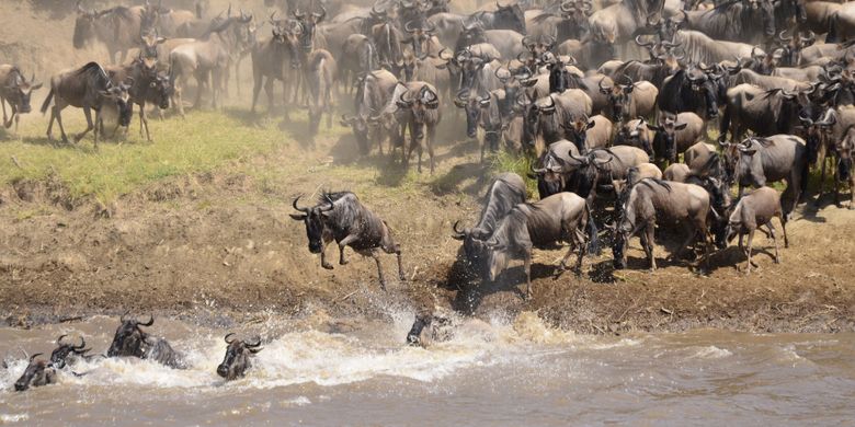 Migrasi wildebeest di Afrika
