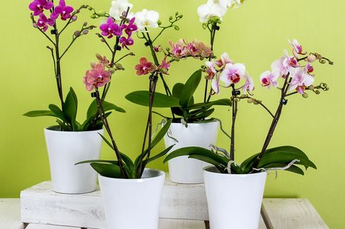 4 Pilihan Tanaman Bunga untuk Dekorasi di Dalam Ruangan 