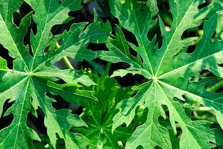 Ilustrasi daun pepaya. 