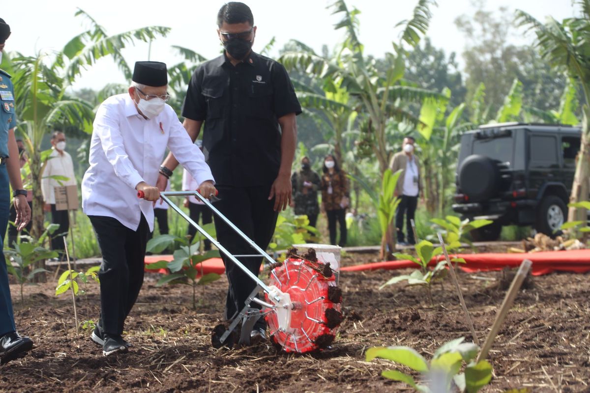Wakil Presiden (Wapres) Republik Indonesia (RI), Kyai Haji (KH) Ma'ruf Amin saat menanam jagung dan kedelai di Kabupaten Purwakarta, Jabar, Senin (28/3/2022).
