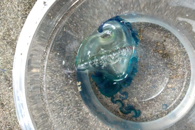 Ubur-ubur yang diduga berjenis blue bottle menyerang wisatawan di sepanjang Pantai Kebumen dan Cilacap, Jawa Tengah, Jumat (7/6/2019).