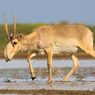 Antelope Saiga, Hewan Berhidung Unik yang Hampir Punah Dua Kali