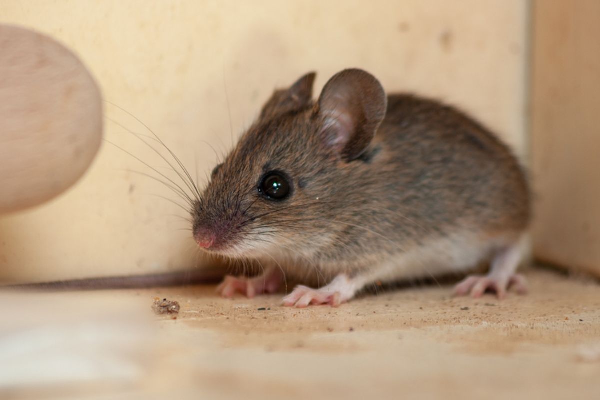 Ilustrasi tikus di rumah. 