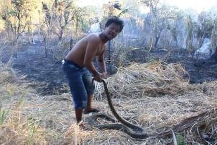 Seorang warga menangkap seeokor ular piton sepanjang lima meter ditengah kebakaran lahan, di Kota Parepare