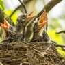 Hindari Gelombang Panas, Ratusan Anak Burung Lari dari Sarangnya di Oregon