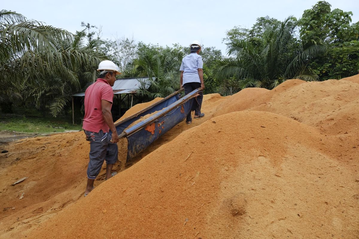 Pengembangan biomassa sebagai bahan bakar pengganti batubara di Pembangkit Listrik Tenaga Uap (PLTU) tidak hanya meningkatkan bauran energi baru terbarukan (EBT), namun juga memberikan manfaat ekonomi bagi masyarakat lokal.
