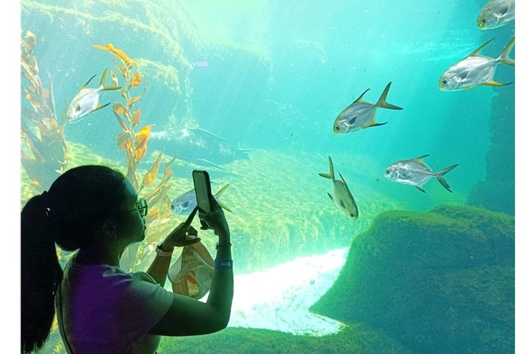 Seorang pengunjung mengabadikan keindahan ekosistem perairan di lembaga konservasi Marine Safari Bali.