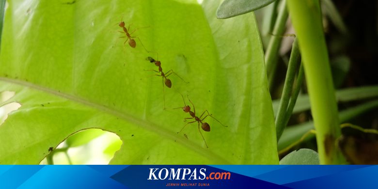 Kenapa Banyak Semut Di Tanaman Penyebab Dan Cara Mengatasinya Halaman All Kompas Com Kenapa Banyak Semut Di Tanaman Penyebab Dan Cara Mengatasinya Halaman All Kompas Com