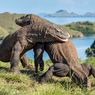 Komodo Terancam Punah Masuk Daftar Merah IUCN, Ini Kata Peneliti LIPI