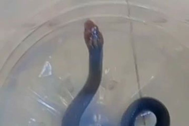 Lagi, Ular Kobra Dievakuasi di Klaten, Kali Ini Masuk Bak Mandi