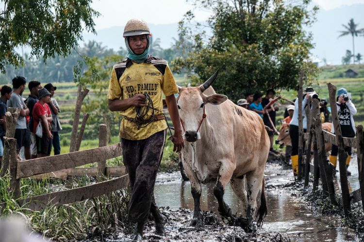 Seorang joki berusaha mengendalikan sapi (Jawi) saat mengikuti kegiatan olahraga tradisional Pacu Jawi di Tanah Datar, Sumatera Barat, Sabtu (17/3/2018). Pacu Jawi merupakan permainan olahraga tradisional yang diadakan usai panen padi dan telah menjadi atraksi wisata untuk menarik wisatawan asing dan wisatawan lokal.