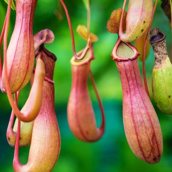 Ilustrasi tanaman pitcher plant atau kantong semar. 