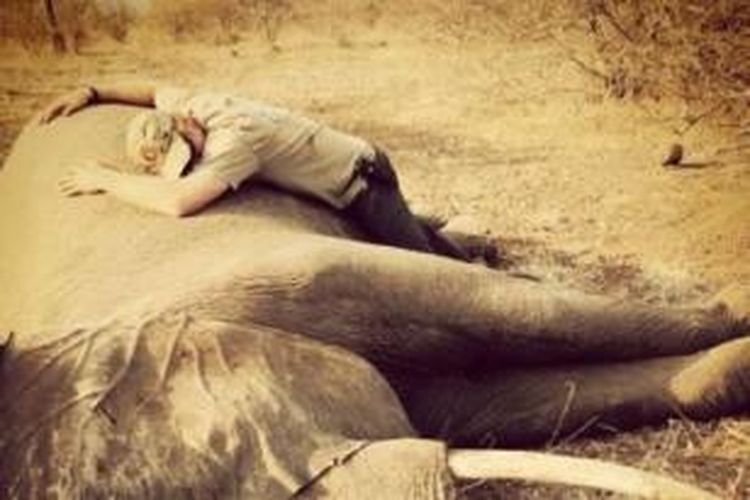 Pangeran Harry mengatakan, ia beruntung bisa bertatap muka dengan satwa liar di Afrika, dan mengatakan dirinya frustasi mendengar 30.000 gajah terbunuh, tahun lalu.