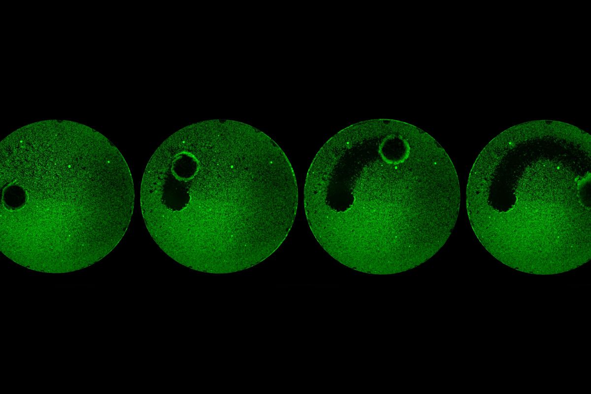 Dengan gerakan yang teratur dan presisi, robot ini dapat membersihkan lapisan biofilm yang menempel pada pelat kaca.