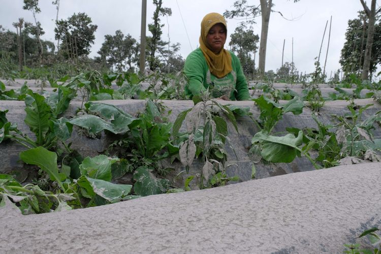 Petani membersihkan tanaman yang tertutupi abu vulkanik erupsi gunung Merapi di perladangan Desa Babadan, Dukun, Magelang, Jawa Tengah, Kamis (10/3/2022). Gunung Merapi mengalami erupsi pada Rabu (9/3/2022) pukul 23.30 dengan memuntahkan luncuran awan panas sejauh lima kilometer ke arah tenggara dan sebaran abu vulkanik ke arah barat daya di wilayah kabupaten Magelang.