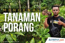 Mengenal Porang, Tanaman yang Sedang Naik Daun karena Bikin Petani Jadi Miliarder