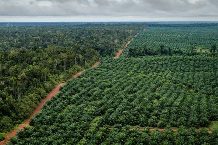 An illustration of palm oil plantation in Papua. 