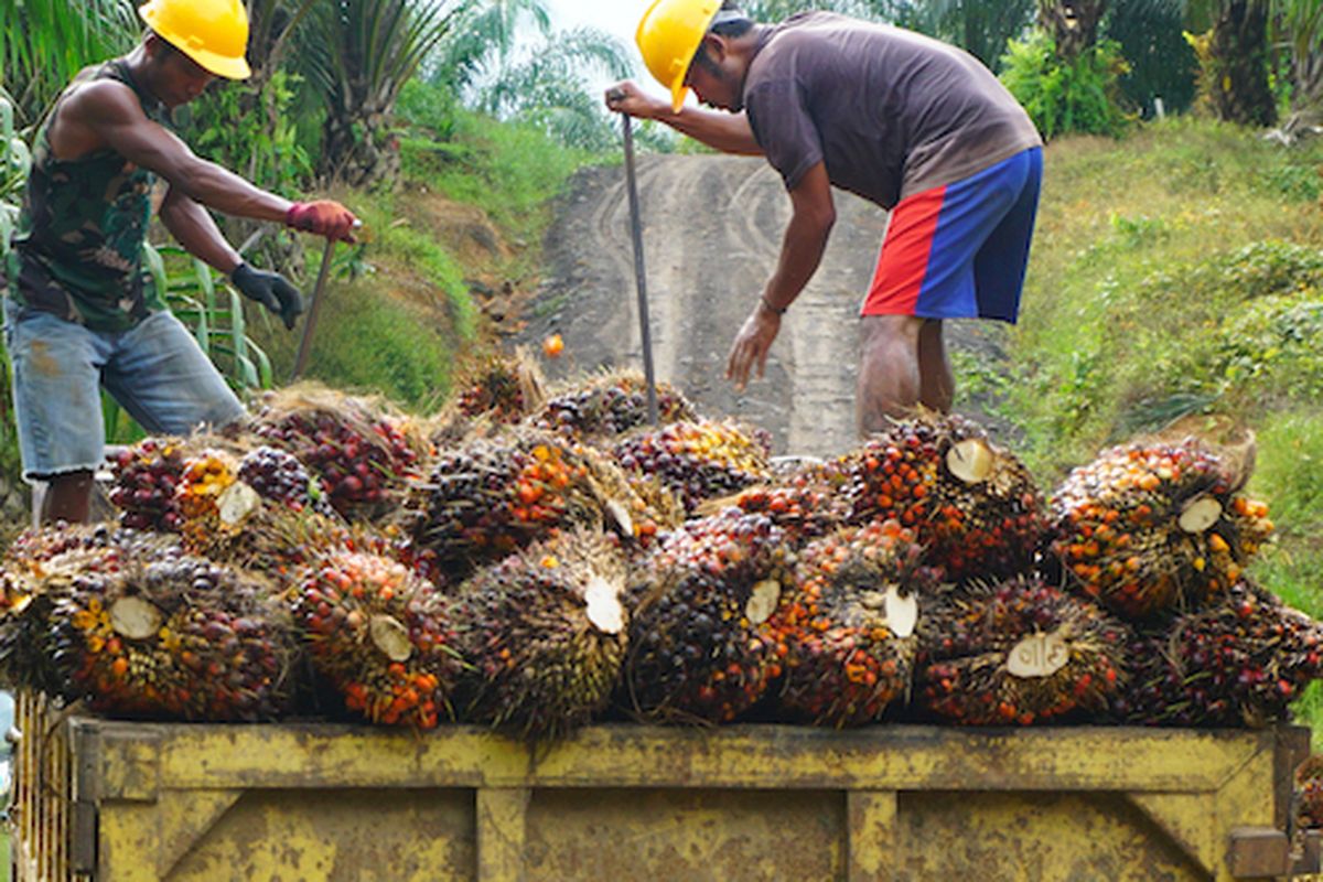 Ilustrasi perkebunan kelapa sawit