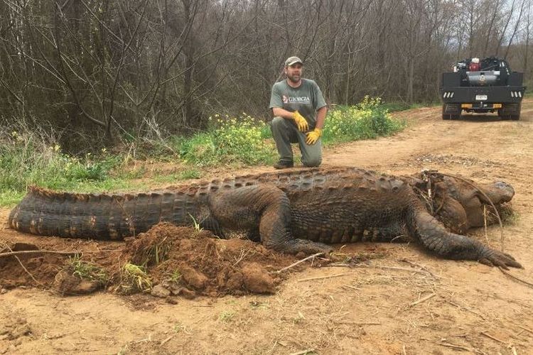 Buaya 4 meter berbobot 317 kg ini ditemukan di saluran irigasi dekat Danau Blackshear, Georgia, Amerika Serikat, pada Senin (25/2/2019). (Departemen SDA Georgia via Sky News)