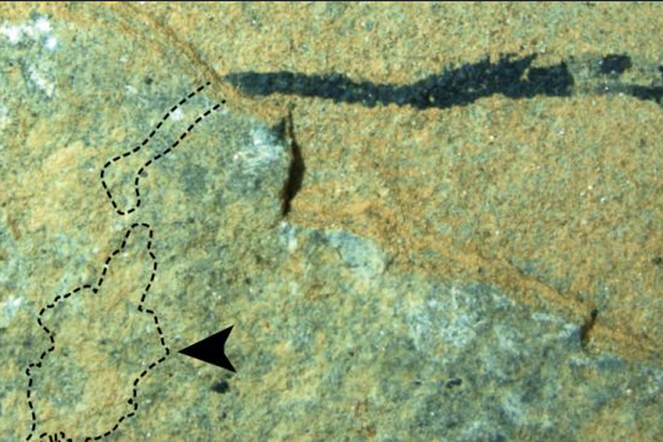 Fosil Palaeospondylus. Makhluk aneh mirip ikan ini disebut nenek moyang manusia.

