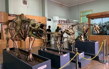 Pengalaman Keliling Museum Zoologi Bogor, Takjub Lihat Ratusan ...