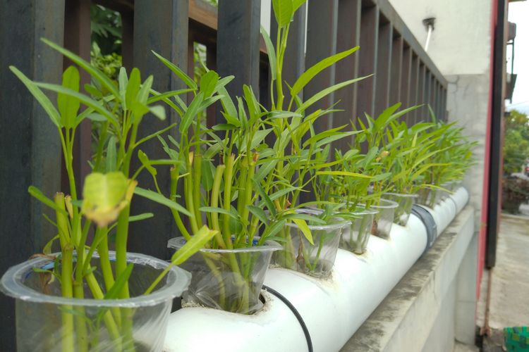 Ilustrasi kangkung, ilustrasi hidroponik.