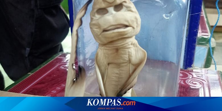 Viral Bayi Hiu Berwajah Mirip Manusia, Peneliti Sebut karena Kelainan Genetis