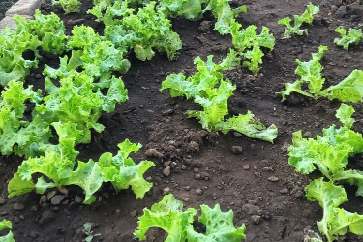 Manfaatkan Lahan 4x8 Meter, Jurnalis di Maumere Panen Sayur dan Raup Cuan