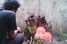 Bunga Bangkai Tumbuh di Sleman Jadi Tontonan Warga