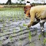 Bappenas: Tak Ada Lagi Profesi Petani pada 2063 