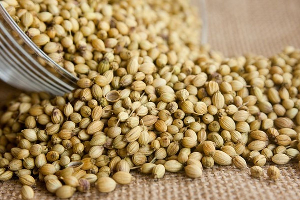 Biji ketumbar yang sudah dipanen