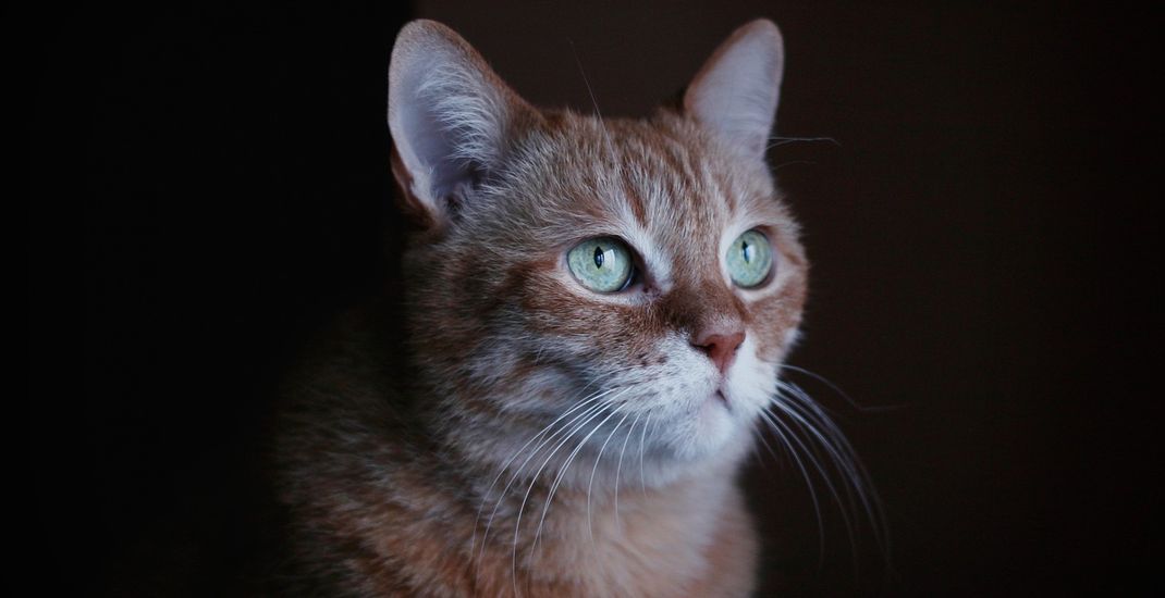 Ilustrasi mata kucing, penglihatan kucing. 