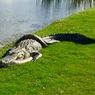 Ingin Dekat dengan Aligator, Wanita di AS Tewas Diterkam