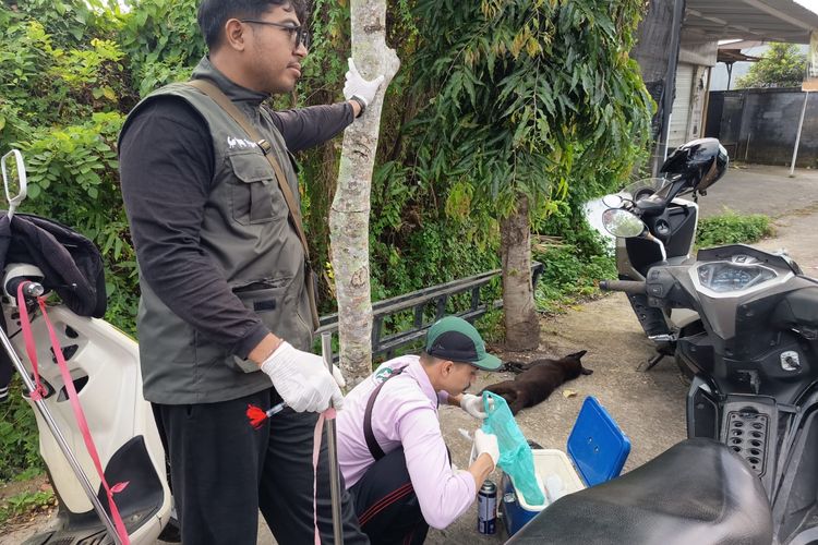 Anjing Rabies Serang Turis China dan 3 Warga di Bangli 
