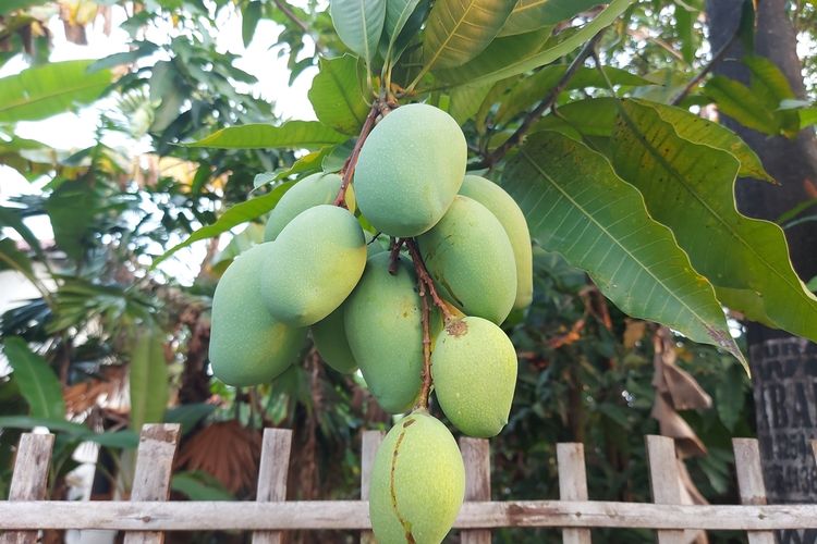 Ilustrasi mangga harum manis, pohon mangga harum manis, tanaman mangga harum manis. 