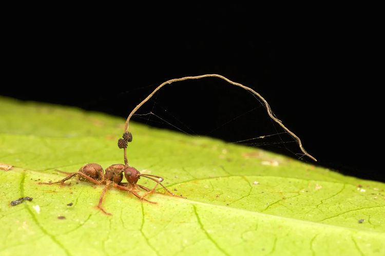 Ilustrasi semut terinfeksi Ophiocordyceps unilateralis