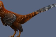 Spesies Baru Dinosaurus Mirip Burung Ditemukan, Bisakah Terbang?
