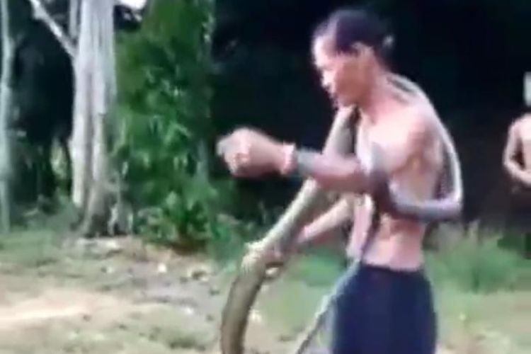 Sebuah video viral di media sosial yang memperlihatkan seorang pria paruh baya sedang bermain dengan ular kobra.