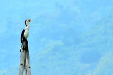 Identifikasi Baru, Burung Pecuk-Padi Belang Pertama di Gorontalo