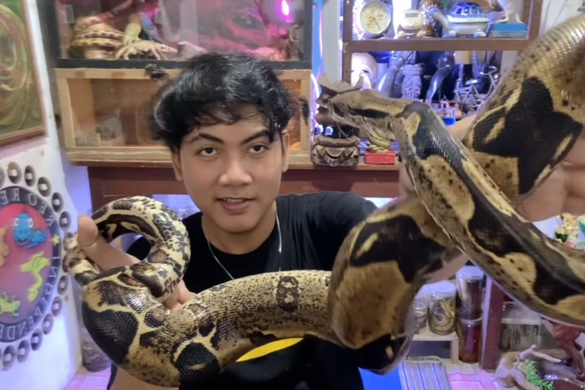 Pecinta reptil asal Surabaya, Reo dengan ular peliharannya yang relatif aman, bukan jenis ular kobra, Rabu (26/3/2025)