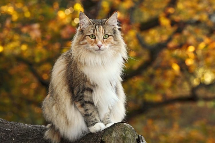 Ilustrasi kucing Norwegian forest. 