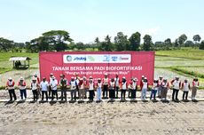 Padi Biofortifikasi: Solusi Gizi untuk Masyarakat Indonesia